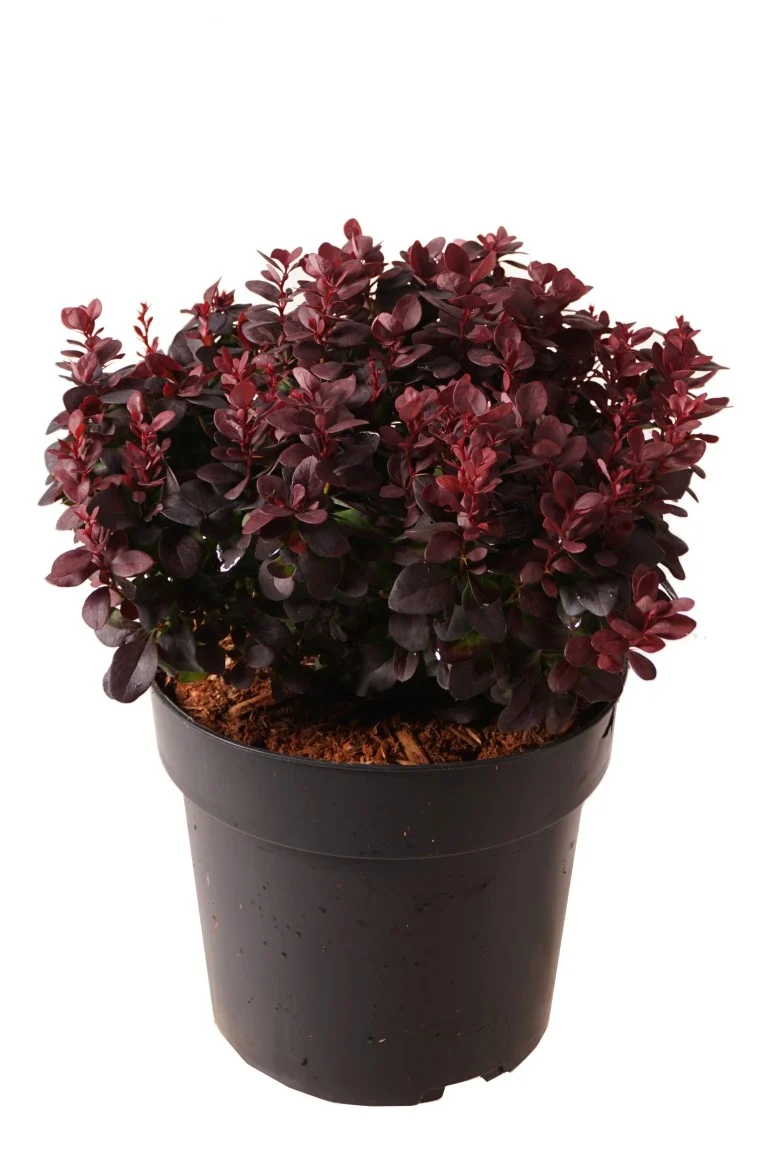 Berberis thunb. 'Concorde' C4 (4 liters kruka) 30-40 cm