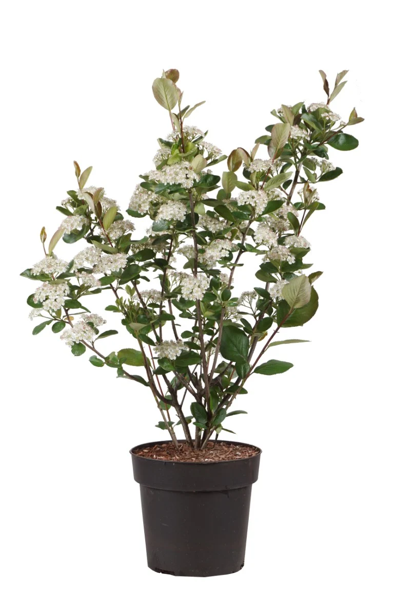 Aronia prun. 'Viking' C4 (4 liters kruka) 40-60 cm