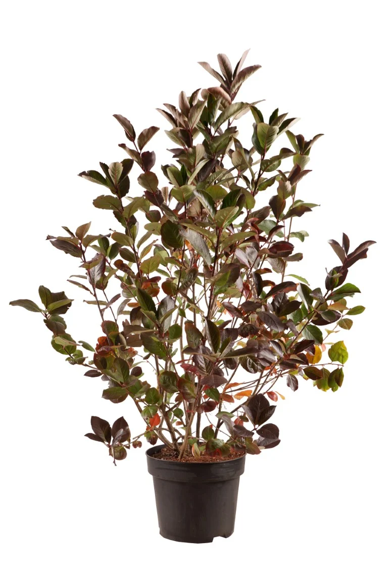 Aronia melanocarpa 'Autumn Magic' C10 (10 liters kruka) 80-100 cm
