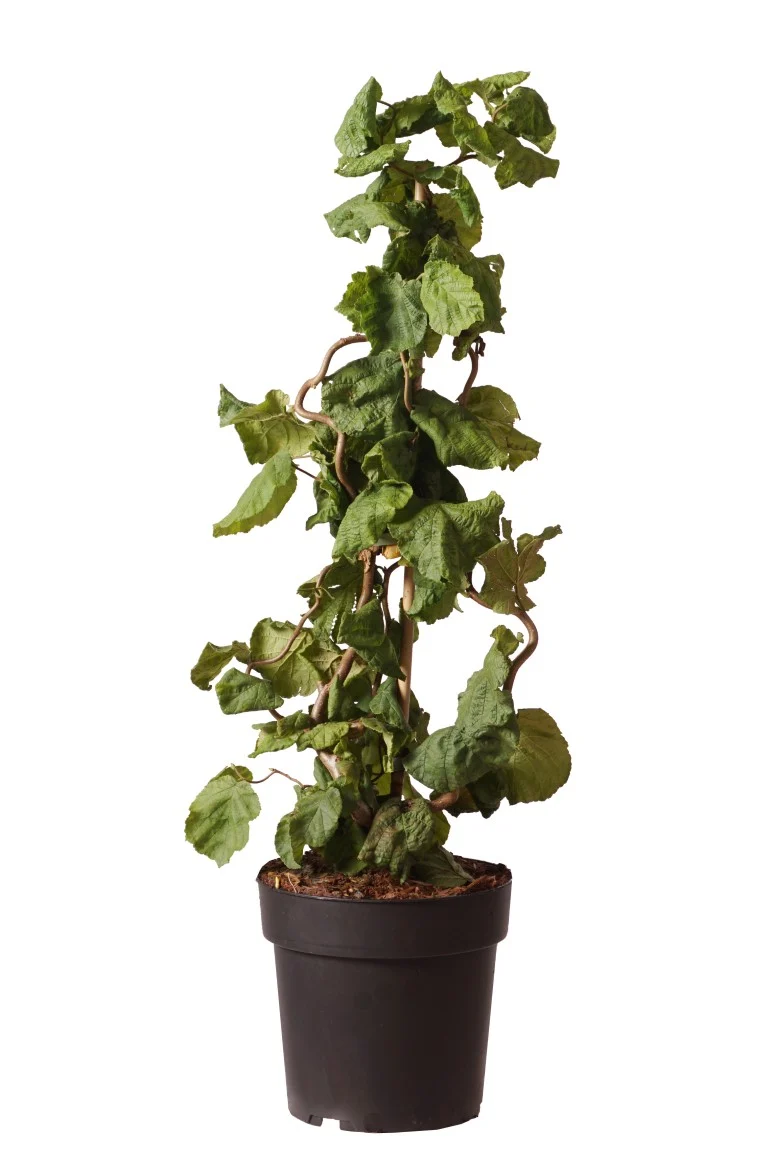 Corylus a. 'Contorta' C5 (5 liters kruka) 60-80 cm