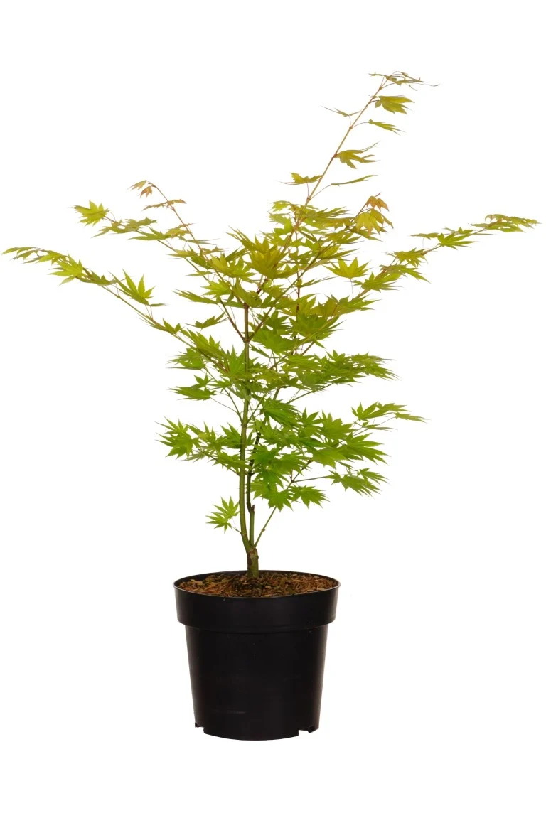 Acer shirasawanum 'Jordan' C5 (5 liters kruka) 40-50 cm