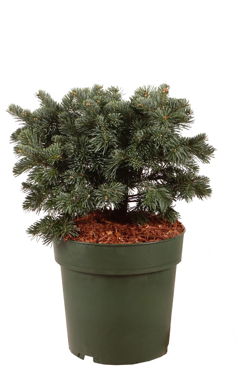 Abies lasiocarpa 'Green Globe' C5 (5 liters kruka) 30-40 cm