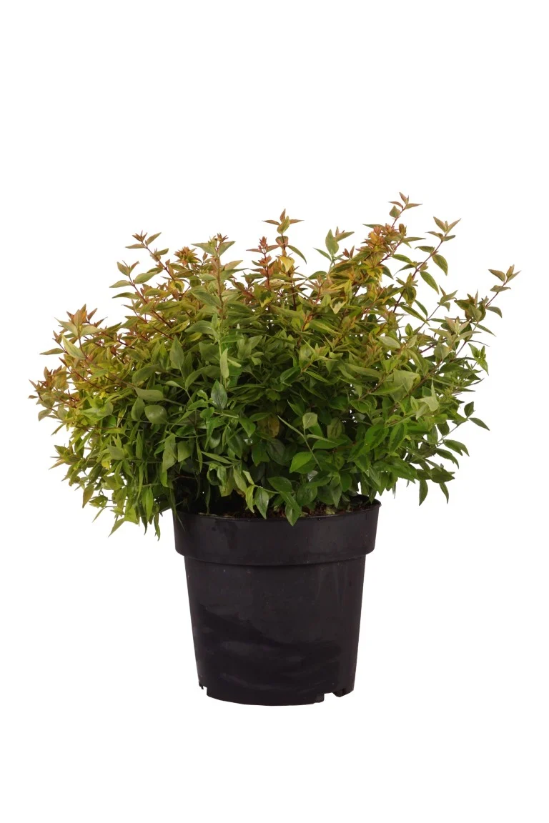 Abelia grand. 'Kaleidoscope' C4 (4 liters kruka) 30-40 cm