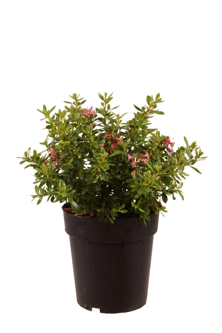 Escallonia 'Showstopper' C3 (3 liters kruka) / 19 cm kruka 30-40 cm