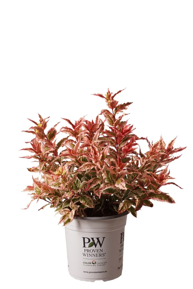 Diervilla KODIAK® Mix C5 (5 liters kruka) / 23 cm kruka 30-40 cm