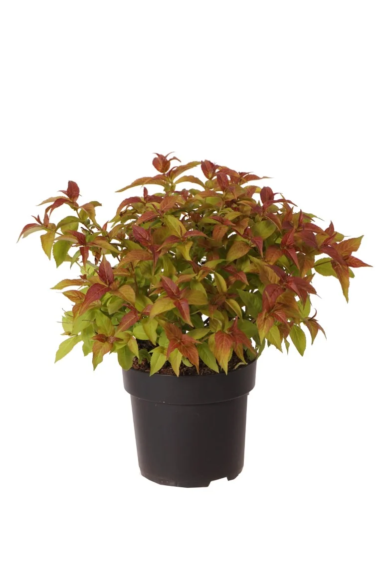 Diervilla sessilifolia 30-40 cm, C5 (5 liters kruka)