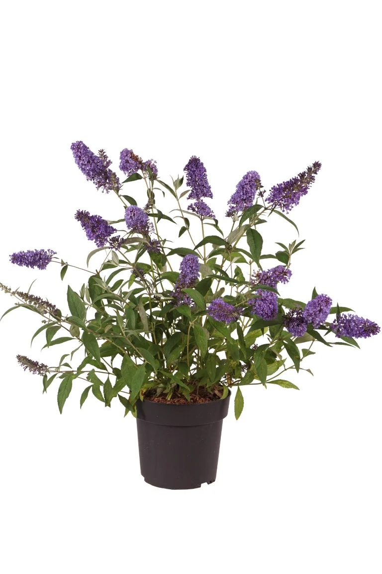 Buddleja d. 'Ellen's Blue' C4 (4 liters kruka)