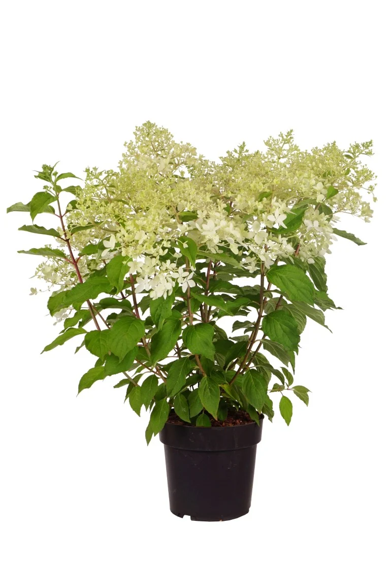Hydrangea pan. 'Phantom' C5 (5 liters kruka) / 23 cm kruka 50-60 cm