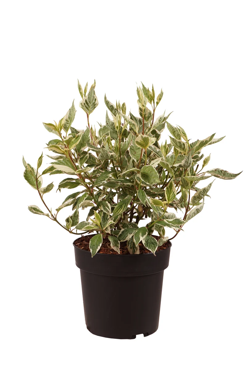 Cornus alba 'Sibirica Variegata' C5 (5 liters kruka) 50-60 cm
