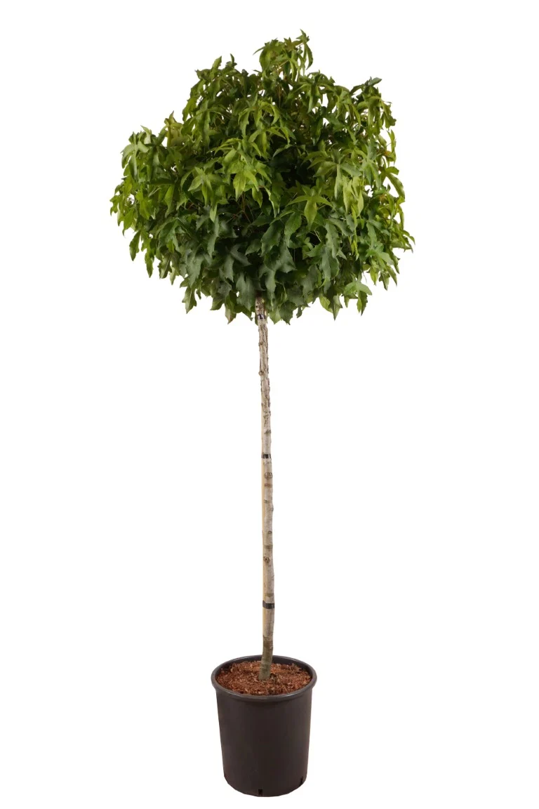 Liquidambar styraciflua 'Gum Ball' 125 cm stam C20 (20 liters kruka)