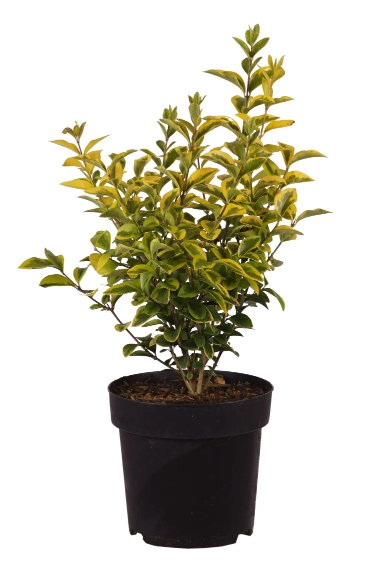 Guldliguster - Ligustrum oval. 'Aureum' C3 (3 liters kruka) 30-40 cm