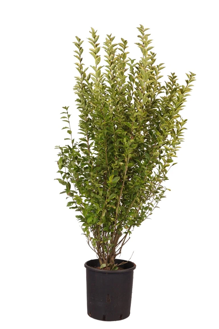 Ligustrum oval. 'Aureum' C12 (12 liters kruka) 80-100 cm