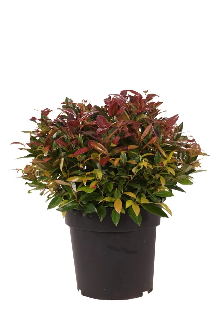 Leucothoe 'Scarletta' 25-30 cm Klot C4 (4 liters kruka)