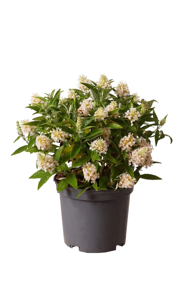 Buddleja d. 'Butterfly Candy Little White'® C3 (3 liters kruka) 30-40 cm
