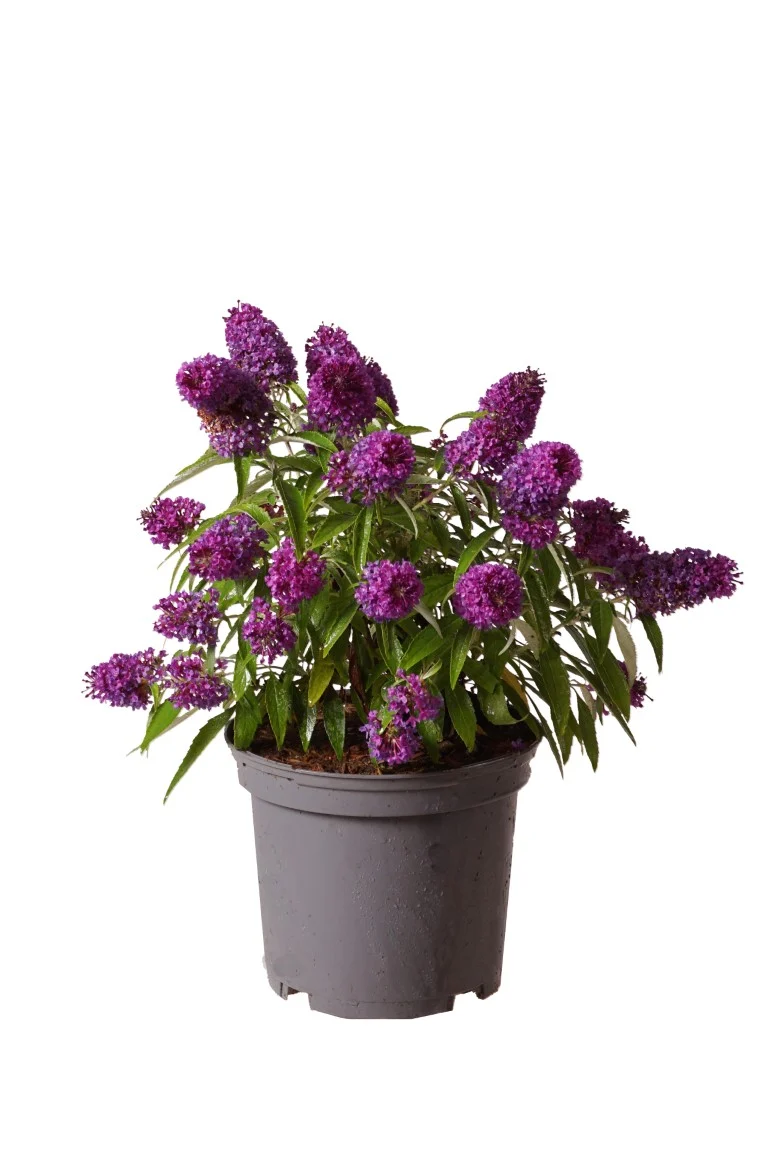 Buddleja d. 'Butterfly Candy Little Purple'® C3 (3 liters kruka) 30-40 cm