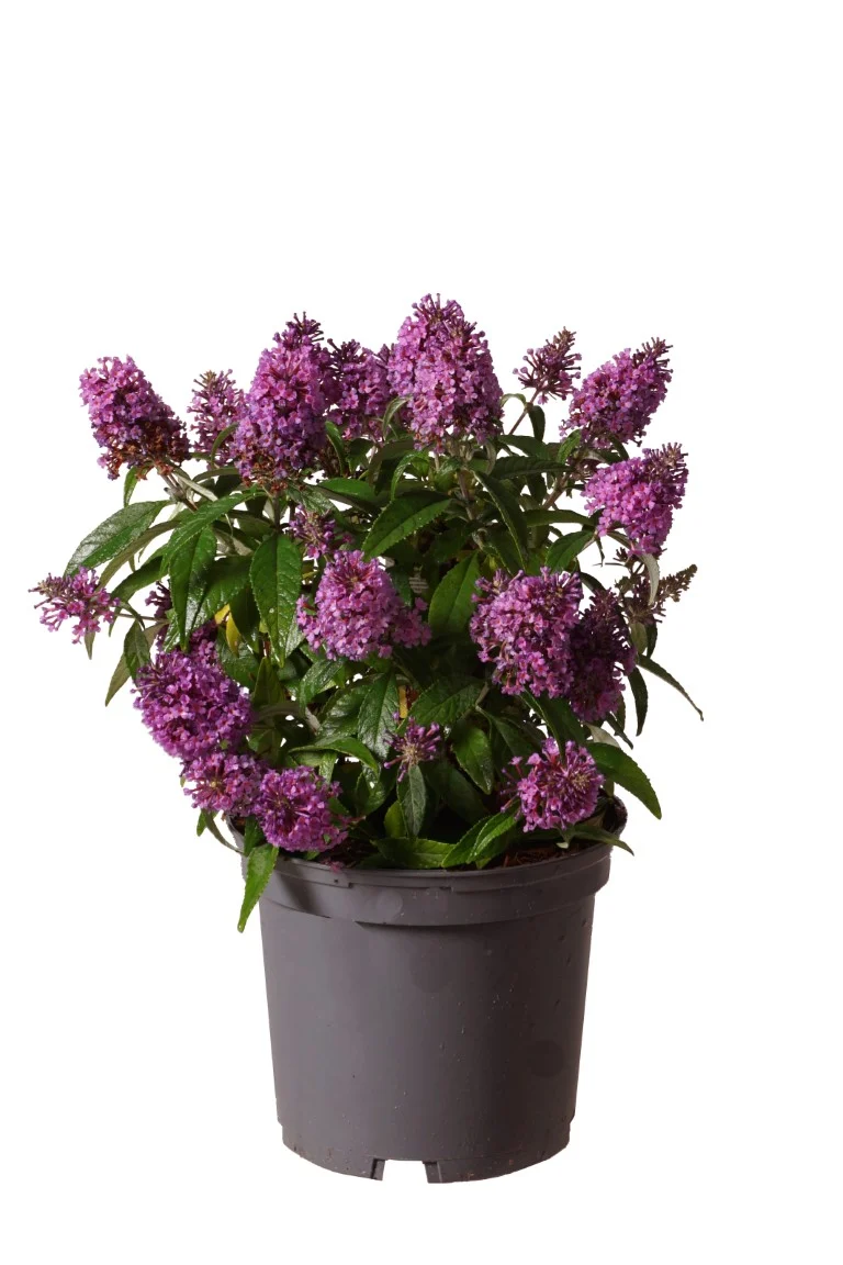 Buddleja d. 'Butterfly Candy Little Lila'® C3 (3 liters kruka) 30-40 cm