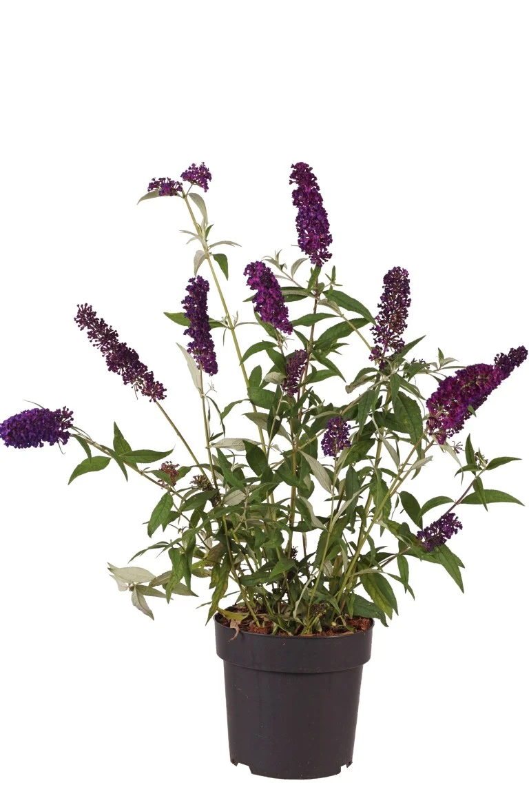 Buddleja d. 'Black Knight' C4 (4 liters kruka)