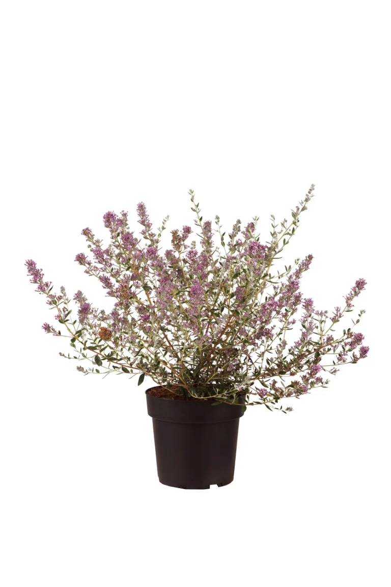Buddleja altern. 'Unique' C4 (4 liters kruka / 21 cm kruka)