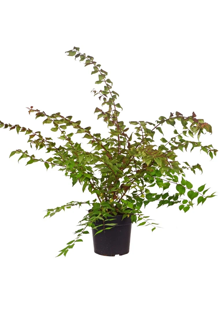 Kolkwitzia amabilis 'Pink Cloud' C5 (5 liters kruka) 50-60 cm