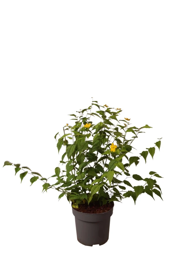 Kerria japonica 'Golden Guinea' C3 (3 liters kruka) 30-40 cm
