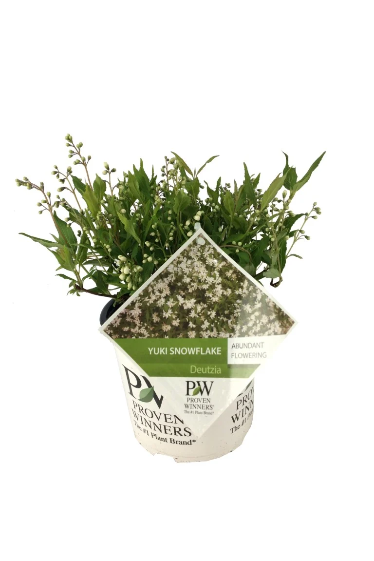 Deutzia 'Yuki Snowflake' C5 (5 liters kruka) 40-50 cm