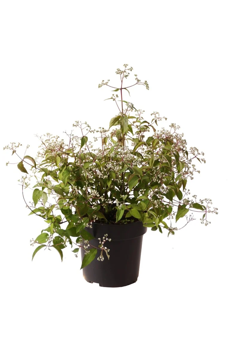 Deutzia setchuenensis corymbiflora C5 (5 liters kruka) 50-60 cm