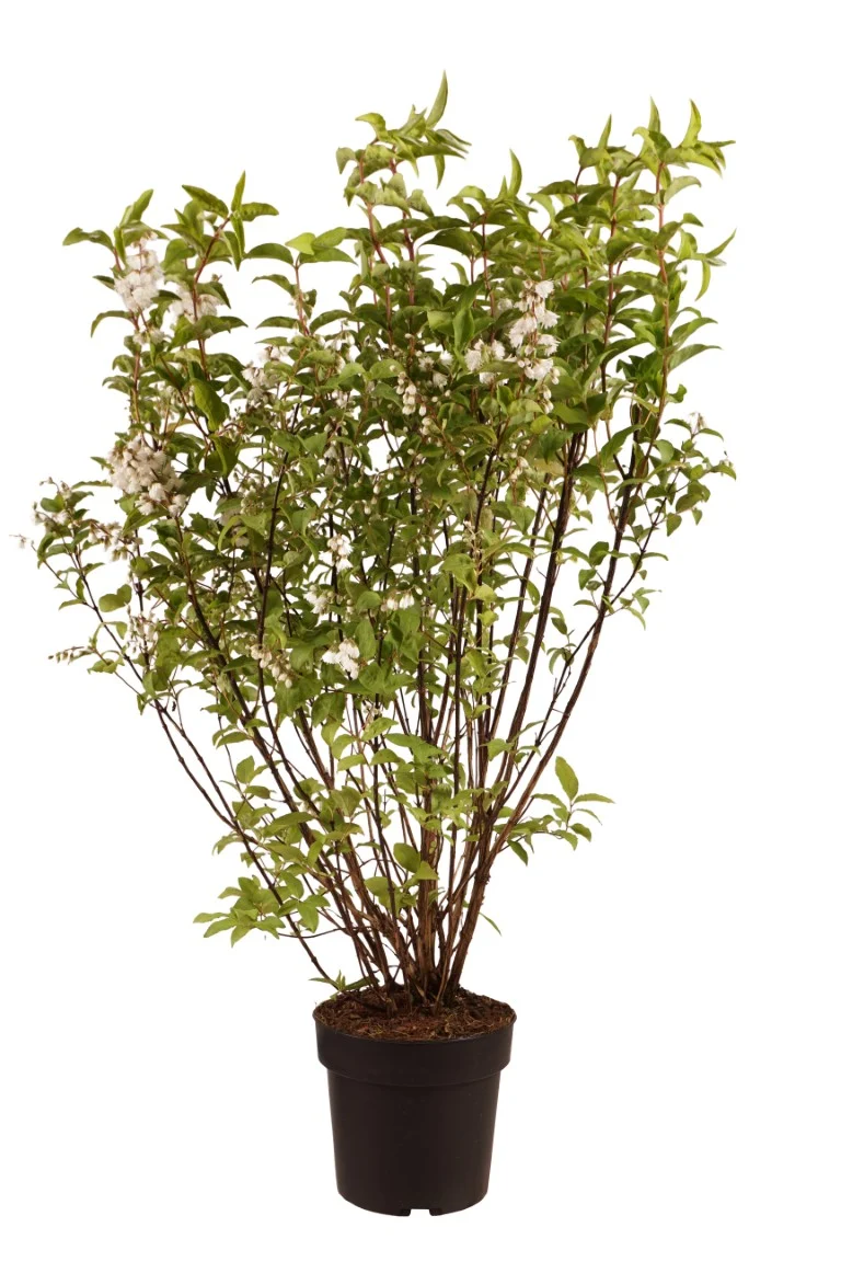 Deutzia scabra 'Plena' C4 (4 liters kruka) 60-80 cm