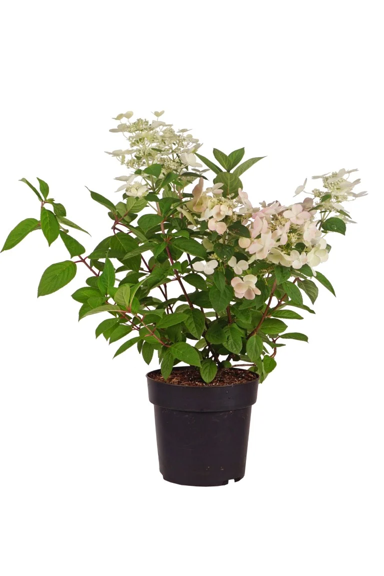 Hydrangea pan. 'Early Sensation' C5 (5 liters kruka) 50-60 cm