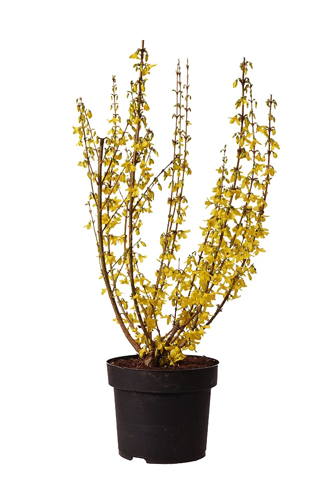 Forsythia int. 'Week-End' C4 (4 liters kruka) 60-80 cm