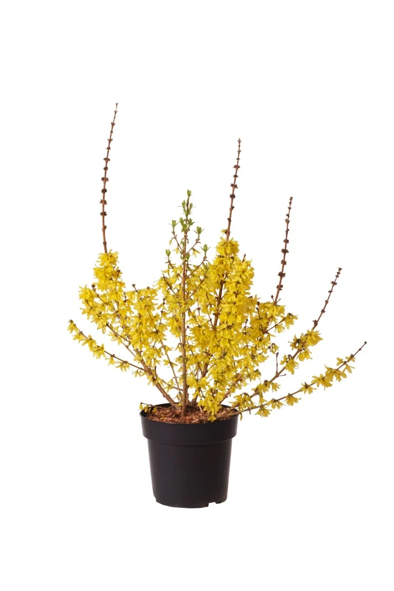 Forsythia int. 'Mikador' C4 (4 liters kruka) 40-60 cm