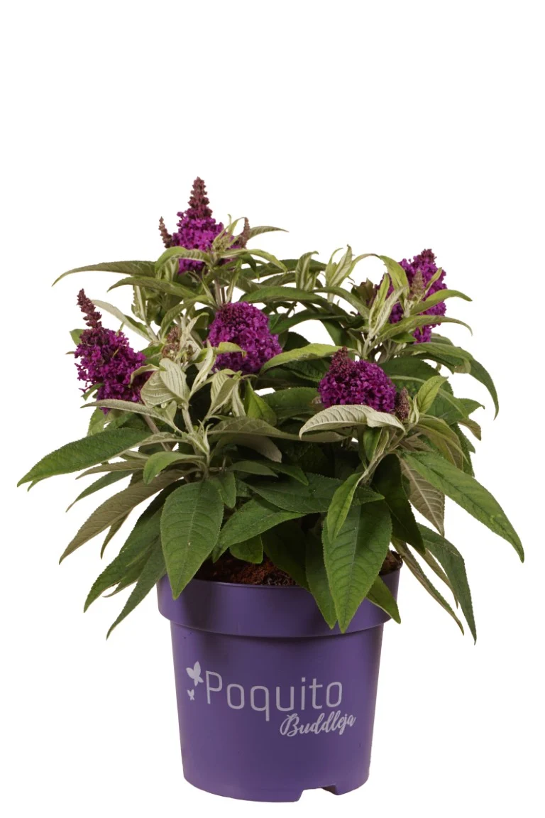 Buddleja d. 'Purple Dawn'® C3 (3 liters kruka) 30-40 cm