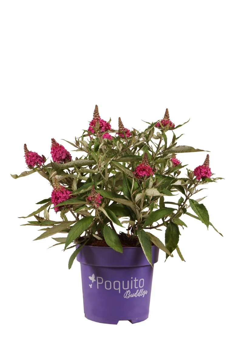 Buddleja d. 'Pink Blush'® C4 (4 liters kruka / 21 cm kruka)