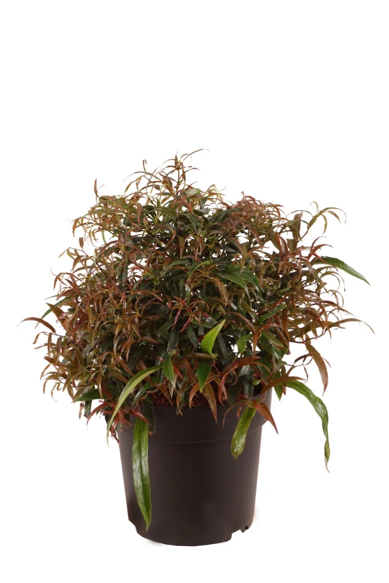 Leucothoe keiskei 'Halloween' 25-30 cm Klot C4 (4 liters kruka)