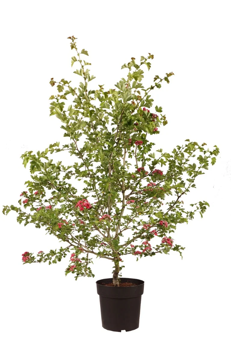Crataegus media 'Paul's Scarlet' C5 (5 liters kruka) 80-100 cm