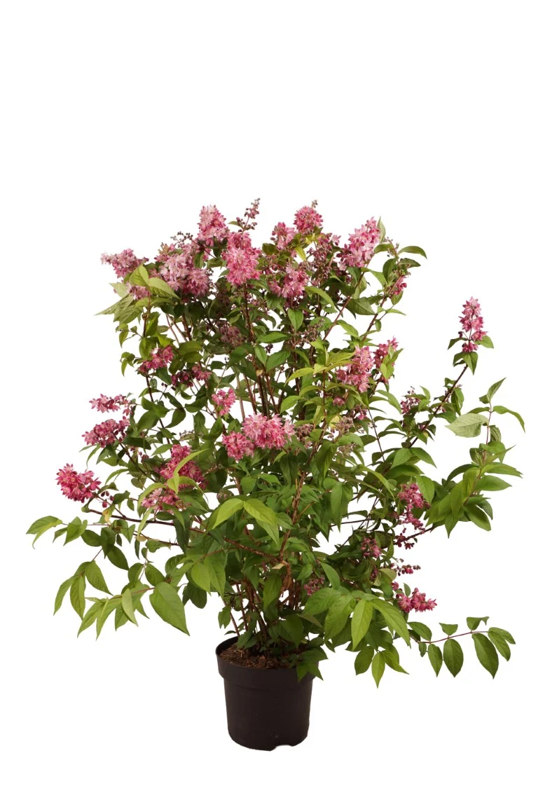 Deutzia 'Tourbillon Rouge' C10 (10 liters kruka) 80-100 cm
