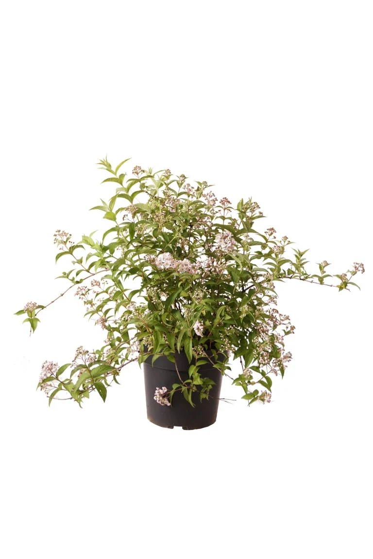 Deutzia compacta 'Lavender Time' C4 (4 liters kruka) 30-40 cm