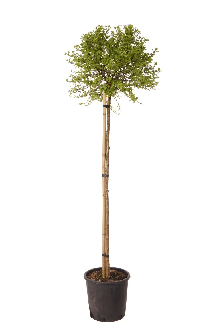Betula p. 'Magical Globe' 140 cm stam C18 (18 liters kruka)