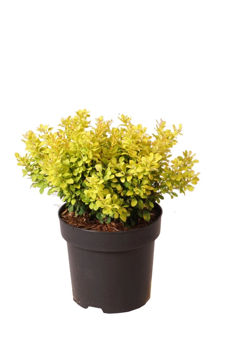 Berberis thunb. 'Sunsation' C3 (3 liters kruka) / 19 cm kruka 20-25 cm