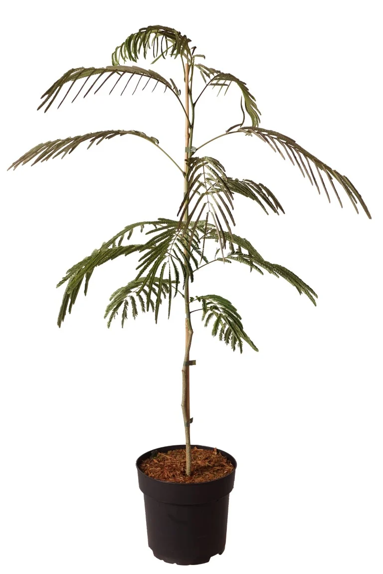 Albizia jul. 'Ombrella' C5 (5 liters kruka) 60-80 cm