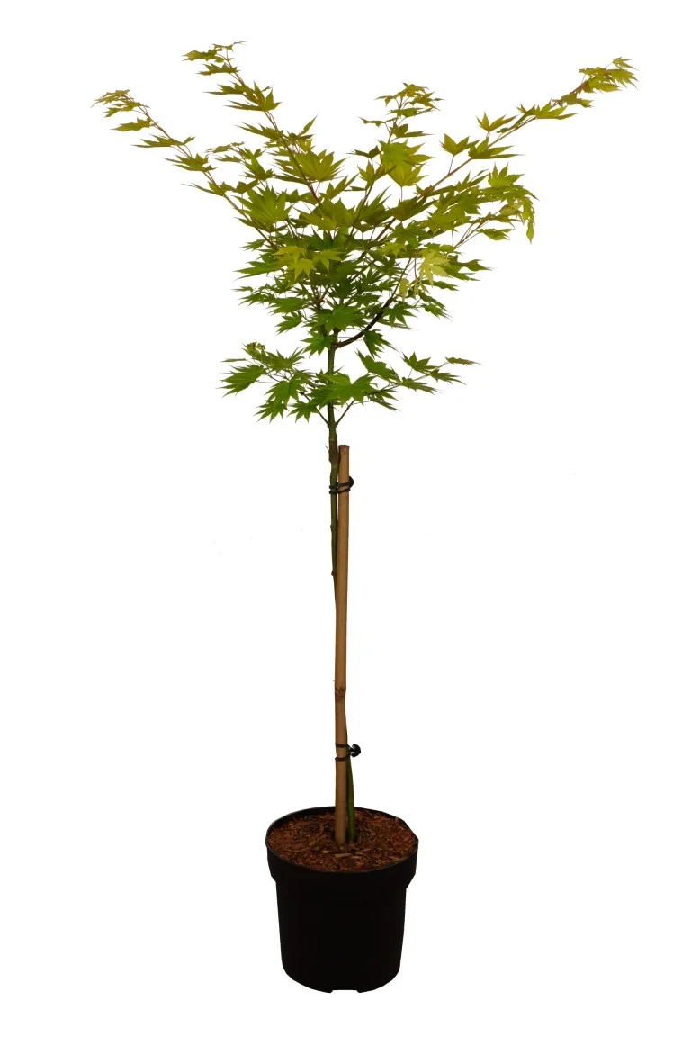 Acer shirasawanum 'Jordan' 60 cm stam C5 (5 liters kruka)