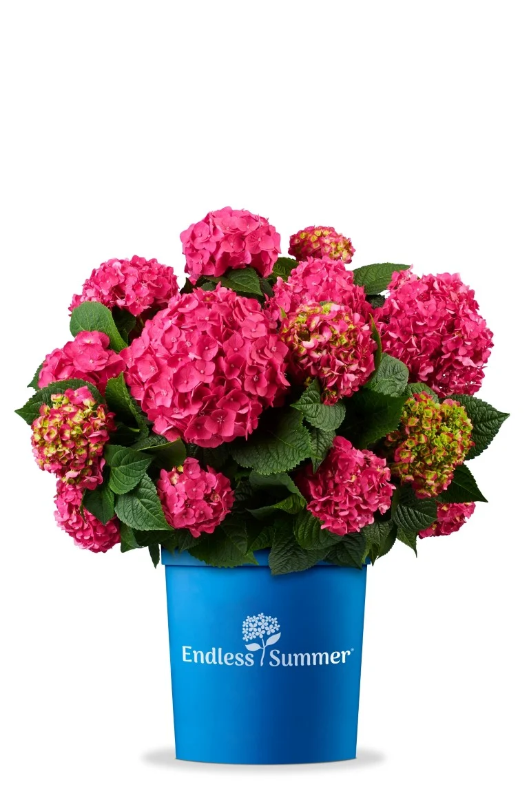 Hydrangea Endless Sum. Pop Star® Pink C5 (5 liters kruka / 23 cm kruka)