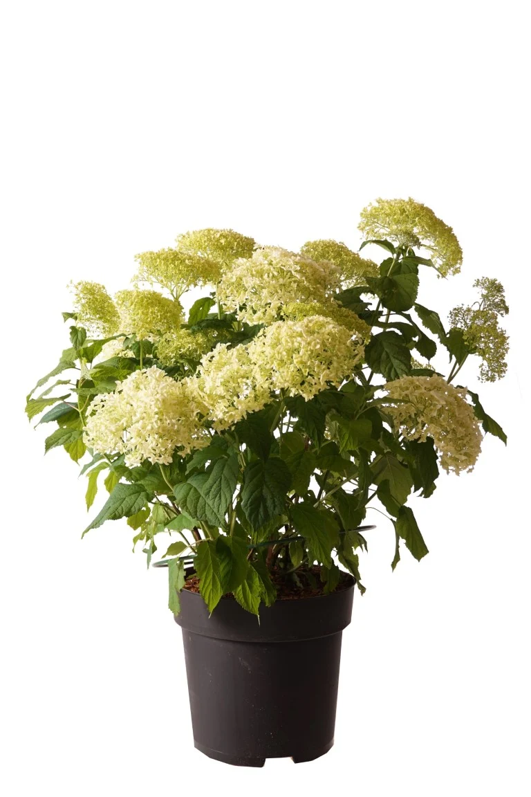 Hydrangea arborescens 'Annabelle' C18 (18 liters kruka) 80-100 cm
