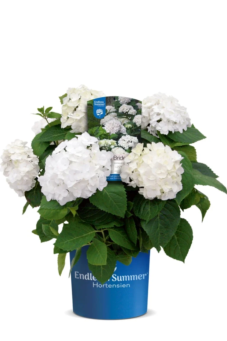 Hydrangea Endless Sum. The Bride® White C5 (5 liters kruka)