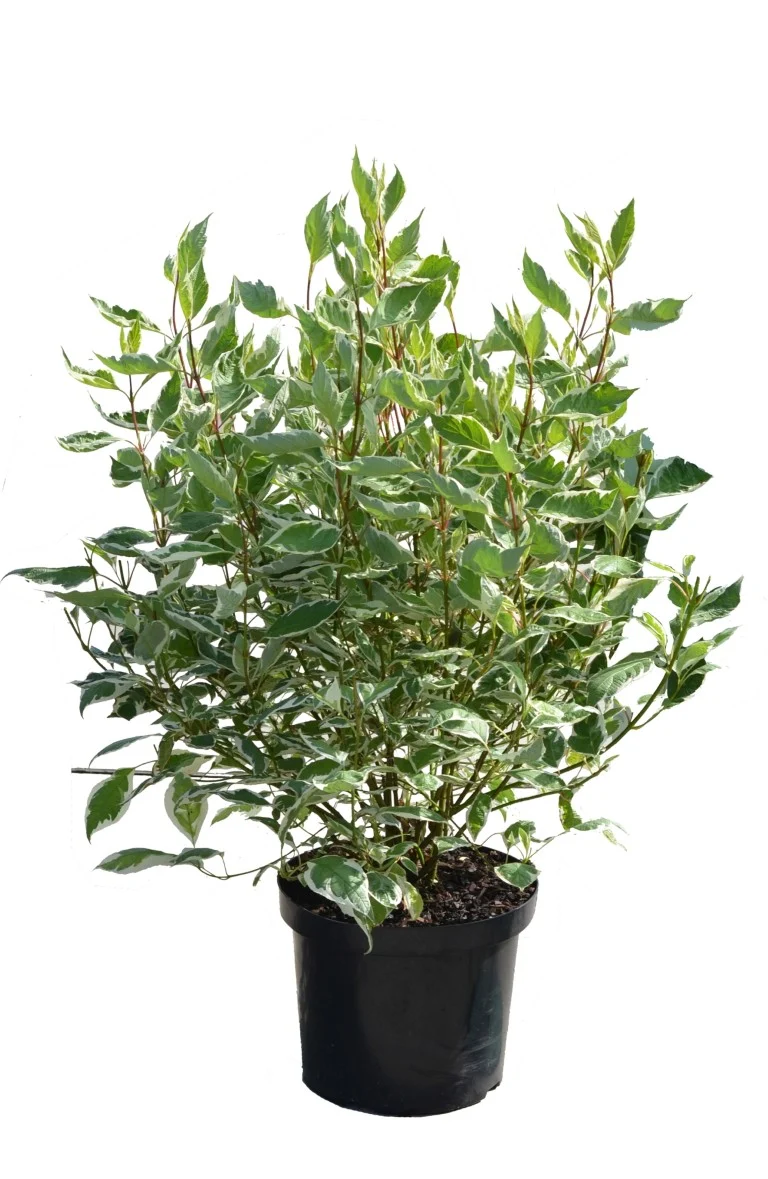 Cornus alba 'Ivory Halo' C10 (10 liters kruka) 80-100 cm