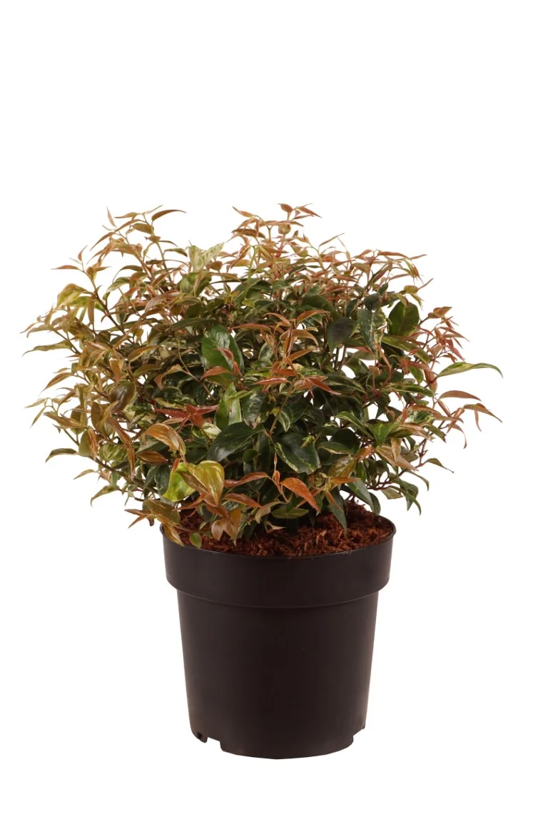 Leucothoe f. 'Makijaz' 25-30 cm boll C4 (4 liters kruka / 21 cm kruka)