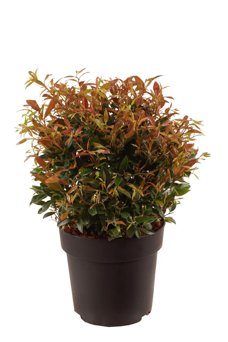 Leucothoe 'Red Lips' klot 25-30 cm C4 (4 liters kruka)