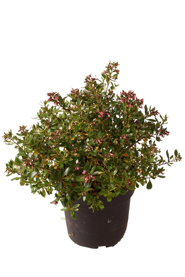 Escallonia 'Showstopper' C4 (4 liters kruka) 30-40 cm