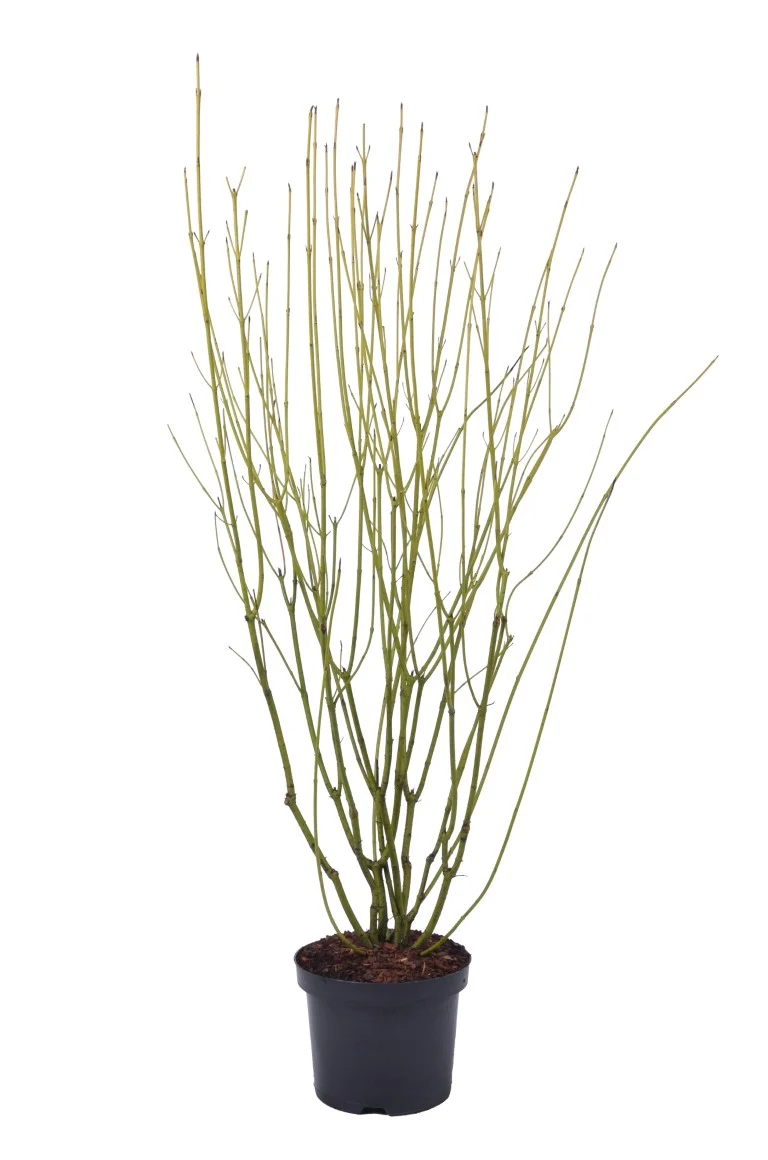 Cornus sericea 'Flaviramea' C5 (5 liters kruka) 50-60 cm