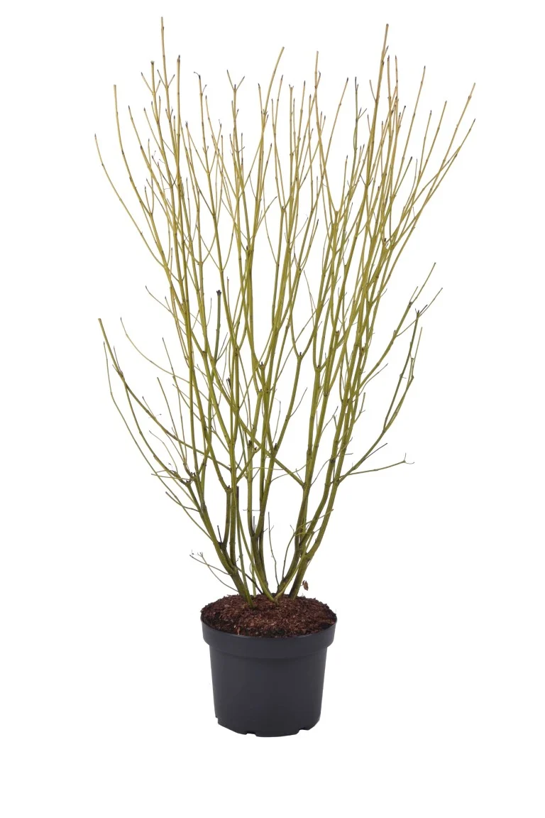 Cornus seri. 'Flaviramea' C10 (10 liters kruka) 80-100 cm