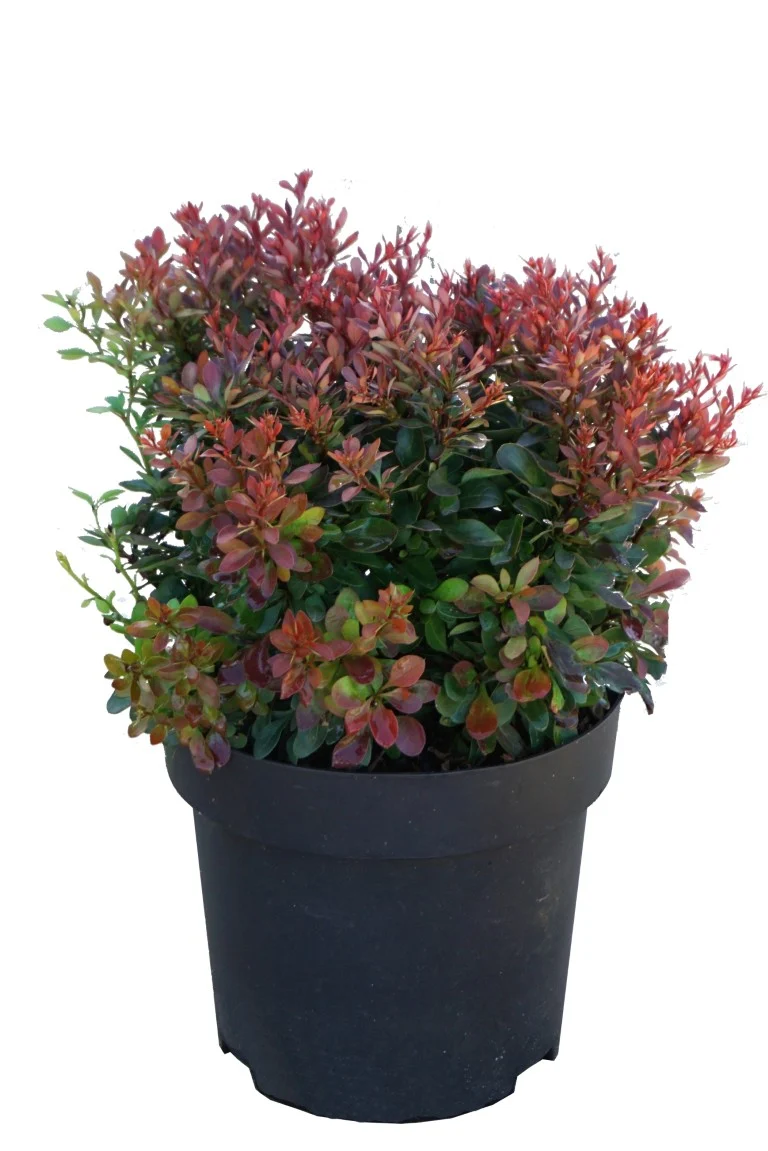 Berberis thunb. 'Bagatelle' C3 (3 liters kruka) 20-25 cm